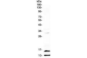 Western blot testing of rat spleen lysate with Pf4 antibody at 0.