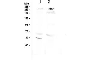 Western blot analysis of RanBP2 using anti-RanBP2 antibody . (RANBP2 antibody  (C-Term))