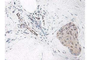 Image no. 1 for anti-Interleukin 33 (IL33) antibody (ABIN465633) (IL-33 antibody)