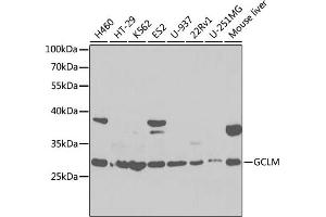 Western blot analysis of extracts of various cell lines, using GCLM antibody (ABIN6131696, ABIN6141018, ABIN6141020 and ABIN6218184) at 1:1000 dilution. (GCLM antibody  (AA 1-274))