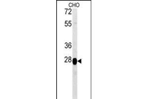 PREPL Antibody (C-term) (ABIN651755 and ABIN2840389) western blot analysis in CHO cell line lysates (15 μg/lane). (PREPL antibody  (C-Term))