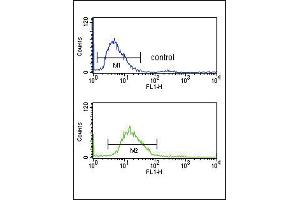 SERPINF1 Antibody (N-term) (ABIN391482 and ABIN2841451) flow cytometry analysis of 293 cells (bottom histogram) compared to a negative control cell (top histogram). (PEDF antibody  (N-Term))