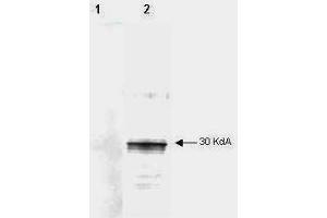 Mab anti-Human LEFTY antibody (clone 7C5G1H6H10) is shown to detect by western blot partially purified recombinant 6X His tagged human LEFTY. (Left-Right Determination Factor (LEFTY-A) antibody)