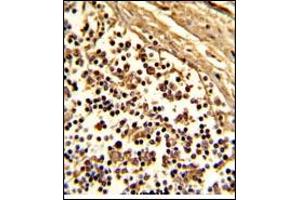 Image no. 3 for anti-CD33 (CD33) (AA 18-48), (N-Term) antibody (ABIN357141) (CD33 antibody  (N-Term))