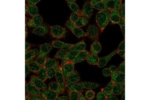 Immunofluorescence (IF) image for anti-Interferon Regulatory Factor 9 (IRF9) antibody (ABIN7504160)