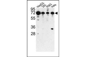 Western blot analysis of PHACTR2 antibody (N-term) (ABIN391910 and ABIN2841724) in HepG2, 293, K562 and Hela cell line lysates (35 μg/lane).