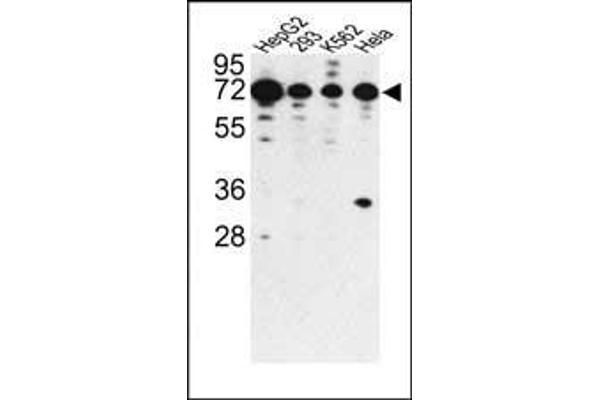 PHACTR2 Antikörper  (N-Term)