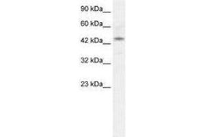 Image no. 1 for anti-Iroquois Homeobox Protein 2 (IRX2) (AA 263-312) antibody (ABIN202610) (IRX2 antibody  (AA 263-312))