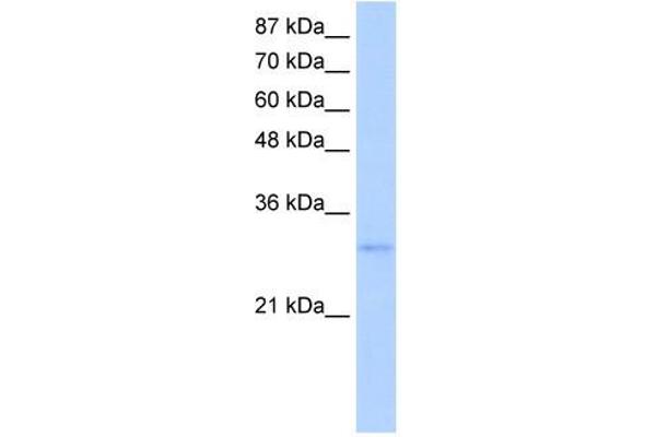 EXOSC6 antibody  (N-Term)