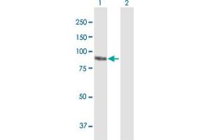 Western Blot analysis of PKP3 expression in transfected 293T cell line by PKP3 MaxPab polyclonal antibody.