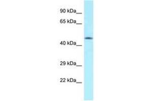 Image no. 1 for anti-MON1 Homolog A (MON1A) (AA 70-119) antibody (ABIN6747933) (MON1A antibody  (AA 70-119))