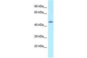 Image no. 1 for anti-MON1 Homolog A (MON1A) (AA 70-119) antibody (ABIN6747933) (MON1A antibody  (AA 70-119))