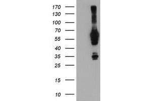 Western Blotting (WB) image for anti-N-Myristoyltransferase 2 (NMT2) antibody (ABIN1499785) (NMT2 antibody)