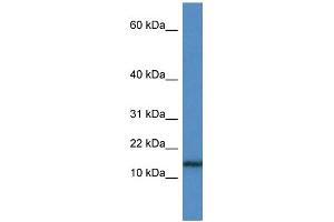 WB Suggested Anti-HIST1H3A Antibody Titration: 1. (HIST1H3A antibody  (N-Term))