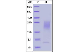 Biotinylated Human IL-13, His,Avitag on  under reducing (R) condition. (IL-13 Protein (AA 21-132) (His tag,AVI tag,Biotin))