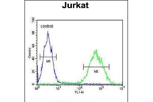 Flow cytometric analysis of Jurkat cells (right histogram) compared to a negative control cell (left histogram). (PRUNE antibody  (C-Term))
