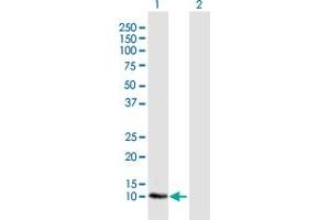 Western Blot analysis of LOC541473 expression in transfected 293T cell line by LOC541473 MaxPab polyclonal antibody. (LOC541473 antibody  (AA 1-131))