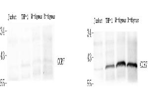 Western Blot analysis of various samples using control peptide antigen (left) and CCR7 Polyclonal Antibody at dilution of 1:800(right). (CCR7 antibody)