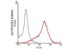 FACS: GITR-transfected HEK 293 cells stained significantly using anti-GITR (mouse), mAb (MGIT 02) . (TNFRSF18 antibody)