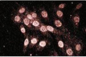 Immunofluorescence staining of L6 cells (Rat skeletal muscle myoblasts, ATCC CRL-1458). (NLRP2 antibody  (AA 620-732))