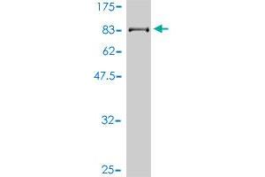 Western Blot detection against Immunogen (71. (ERCC6L antibody  (AA 1-419))