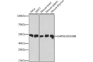 Western blot analysis of extracts of various cell lines, using U/DDX39B Rabbit mAb (ABIN7266696) at 1:1000 dilution. (DDX39B antibody)
