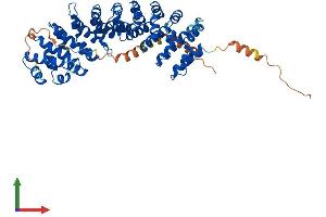 AlphaFold protein structure predicition of Human Recombinant KPNA7 Protein, UniprotID A9QM74
