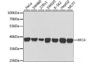 Western blot analysis of extracts of various cell lines using RFC4 Polyclonal Antibody at dilution of 1:1000. (RFC4 antibody)