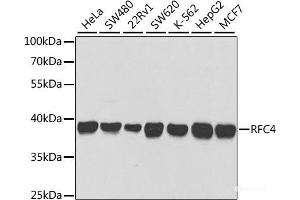 Western blot analysis of extracts of various cell lines using RFC4 Polyclonal Antibody at dilution of 1:1000.