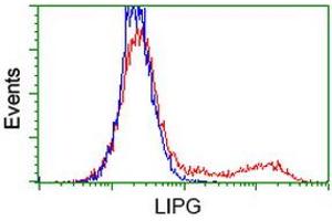 Flow Cytometry (FACS) image for anti-Lipase, Endothelial (LIPG) antibody (ABIN1499173) (LIPG antibody)