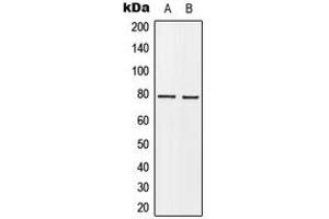Western blot analysis of BARD1 expression in MCF7 (A), HeLa (B) whole cell lysates.