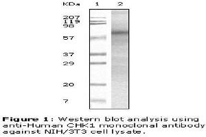 Image no. 1 for anti-Checkpoint Kinase 1 (CHEK1) antibody (ABIN207607) (CHEK1 antibody)