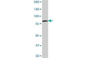 PNPT1 MaxPab polyclonal antibody. (PNPT1 antibody  (AA 1-783))