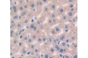 IHC-P analysis of Mouse Tissue, with DAB staining. (LIPC antibody  (AA 159-415))