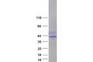 Validation with Western Blot (ARNT Protein (Transcript Variant 2) (Myc-DYKDDDDK Tag))