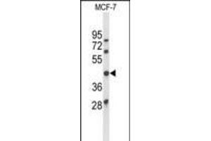 Western blot analysis of ATXN3 Antibody (Center) (ABIN653191 and ABIN2842741) in MCF-7 cell line lysates (35 μg/lane).