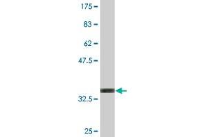 Western Blot detection against Immunogen (35. (MAPKSP1 antibody  (AA 1-87))