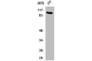 Western Blot analysis of 293 cells using Ah Receptor Polyclonal Antibody (Aryl Hydrocarbon Receptor antibody  (Ser36))