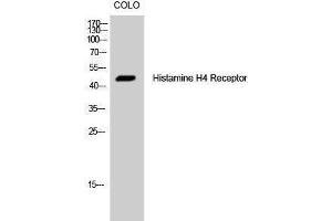 Western Blotting (WB) image for anti-Histamine Receptor H4 (HRH4) (Internal Region) antibody (ABIN3175490) (HRH4 antibody  (Internal Region))
