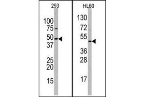 Image no. 1 for anti-Suppressor of Variegation 3-9 Homolog 2 (Drosophila) (SUV39H2) (C-Term) antibody (ABIN356791) (SUV39H2 antibody  (C-Term))