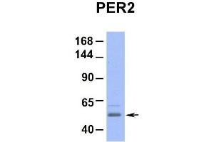 PER2 抗体  (Middle Region)
