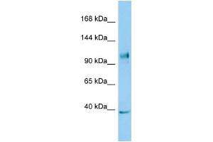 Host: Rabbit Target Name: NLRX1 Sample Type: COLO205 Whole Cell lysates Antibody Dilution: 1. (NLRX1 antibody  (C-Term))