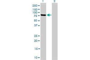 Western Blotting (WB) image for anti-Mitofusin 2 (MFN2) (AA 661-758) antibody (ABIN599102) (MFN2 antibody  (AA 661-758))