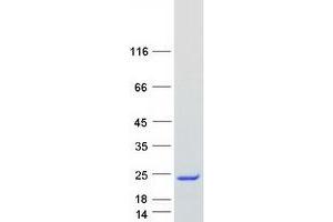 Validation with Western Blot (IFNA1 Protein (Myc-DYKDDDDK Tag))