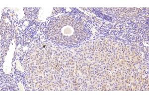 Detection of CD33 in Mouse Ovary Tissue using Polyclonal Antibody to Cluster Of Differentiation 33 (CD33) (CD33 antibody  (AA 18-240))