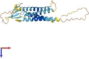 Transmembrane Protein 204 (TMEM204) (AA 1-226) protein (His tag)