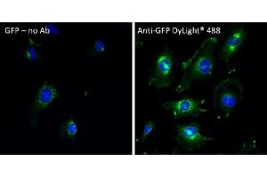 Immunofluorescence (IF) image for anti-Green Fluorescent Protein (GFP) antibody (DyLight 488) (ABIN7273060) (GFP antibody  (DyLight 488))