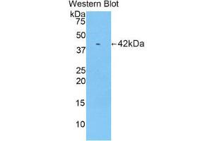 Western Blotting (WB) image for anti-Ribonuclease, RNase A Family, 1 (Pancreatic) (RNASE1) (AA 26-149) antibody (ABIN1860452)