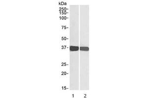 Western blot testing of human 1) HEK293 and 2) HeLa cell lysate with GAPDH loading control antibody at 0. (GAPDH antibody)