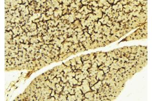 ABIN6269112 at 1/100 staining Mouse liver tissue by IHC-P. (LYN antibody  (C-Term))